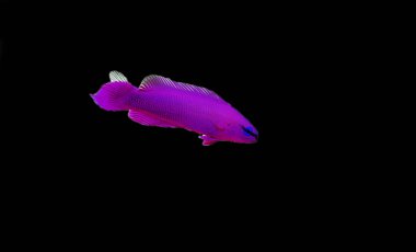 Orkide Dottyback deniz balığı - (Pseudochromis fridmani)