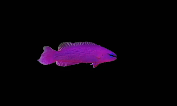 Meeresfische Pseudochromis Fridmani — Stockfoto