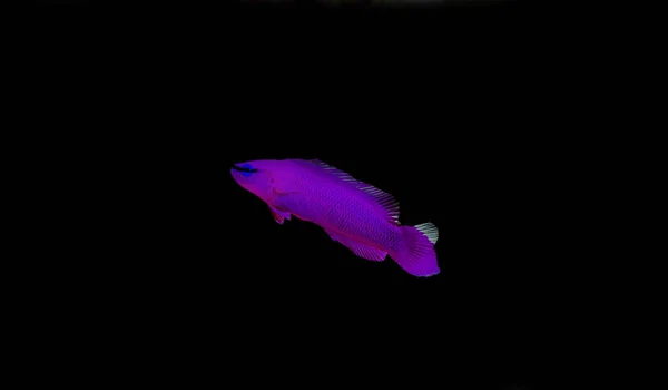 Pesce Marino Del Dottyback Del Orchid Pseudochromis Fridmani — Foto Stock
