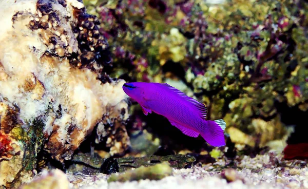 Orquídea Dottyback Peixes Marinhos Pseudochromis Fridmani — Fotografia de Stock