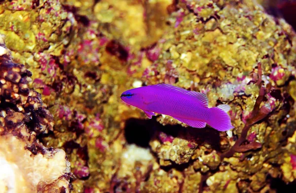 Orchid Dottyback Ryby Morskie Pseudochromis Fridmani — Zdjęcie stockowe