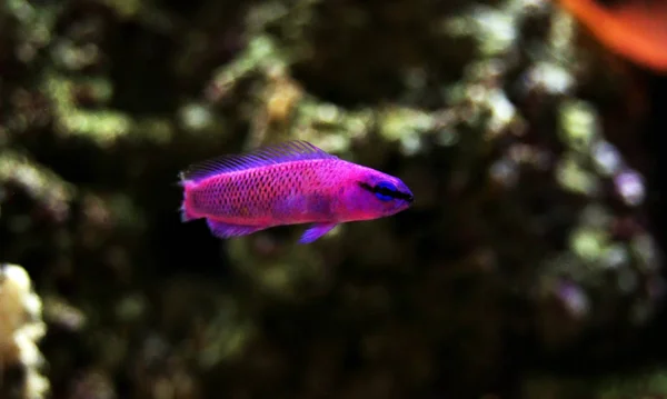 Orquídea Dottyback Peces Marinos Pseudochromis Fridmani — Foto de Stock