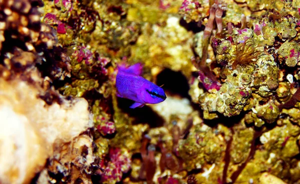 Mořské Rybky Orchid Pseudochromis Fridmani — Stock fotografie