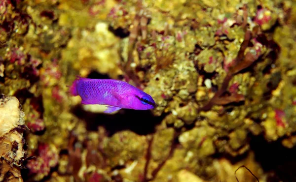 Orchid Dottyback Marine Fish Pseudochromis Fridmani — Stock Photo, Image