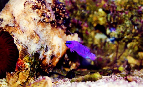 Orchid Dottyback Marine Fish Pseudochromis Fridmani — Stock Photo, Image