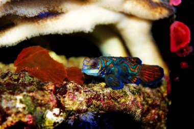 Yeşil Mandarin Goby balık - (Synchiropus splendidus) 
