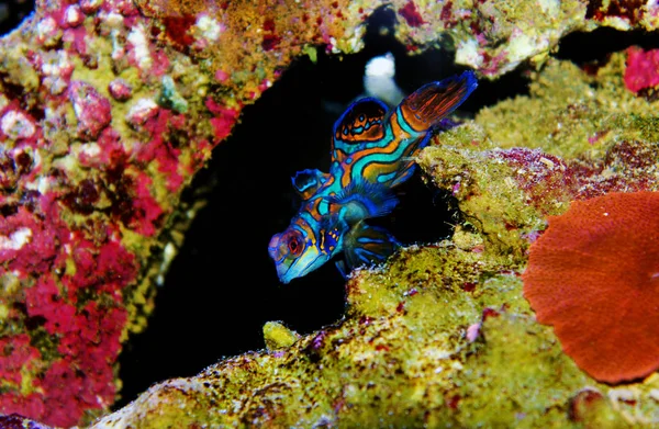 Pez Gobio Mandarín Verde Synchiropus Splendidus — Foto de Stock