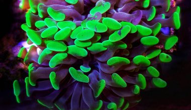 Euphyllia Hammer Lps mercan yakın resif akvaryumunda çekim kadar