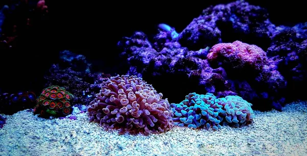 Euphyllia Hammer Lps Coral Primer Plano Tiro Acuario Arrecife — Foto de Stock