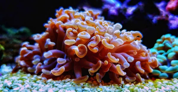 Euphyllia Hammer Lps Korall Närbild Skott Reef Aquarium — Stockfoto