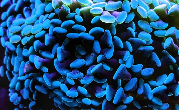 Euphyllia Hammer Lps Coral Close Shot Reef Aquarium — Stock Photo, Image