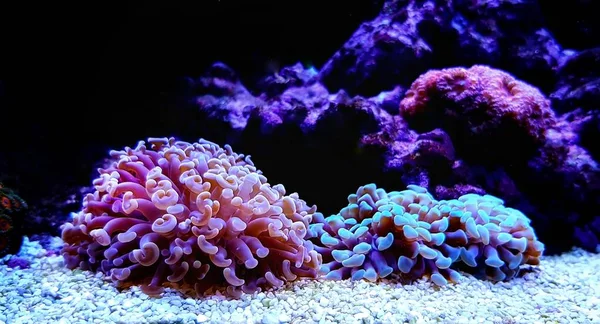 欧菲利亚哈默Lps珊瑚在珊瑚礁水族馆近距离拍摄 — 图库照片