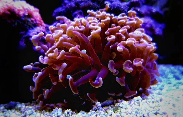 Euphyllia Hammer Lps Coral Pobliżu Strzał Akwarium Rafowe — Zdjęcie stockowe