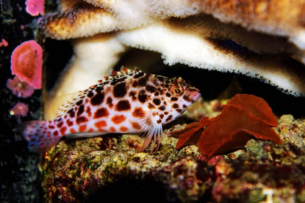 Pixy Pettyes Hawkfish Cirrhitichthys Oxycephalus — Stock Fotó