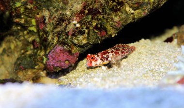 Mercan resif akvaryum tankı kırmızı scooter dragonet balık