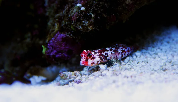 Pesce Dragonetto Rosso Scooter Nel Serbatoio Dell Acquario Barriera Corallina — Foto Stock