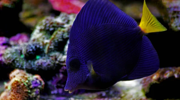Purple Tang Zebrasoma Xanthurum — Stock Photo, Image