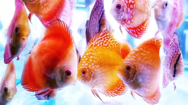 Discus amazonian freshwater fish in captivity