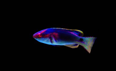 Enfes peri Wrasse - (Cirrhilabrus exquisitus)