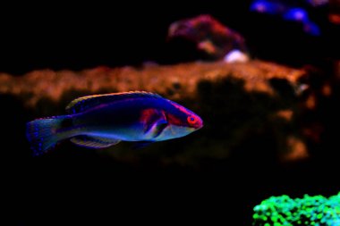 Enfes peri Wrasse - (Cirrhilabrus exquisitus)