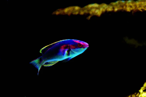 Utsökta Fairy Wrasse Cirrhilabrus Exquisitus — Stockfoto