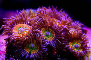 Ultra Close up shot on Caribbean Sunny D zoanthus sp. colony polyps clipart