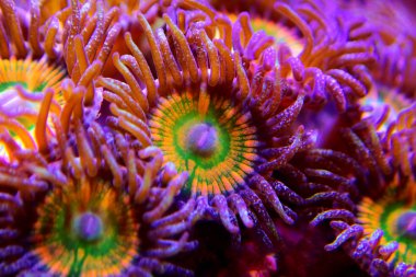 Ultra Close up shot on Caribbean Sunny D zoanthus sp. colony polyps clipart