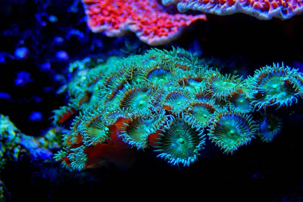 Green Toxic Parazoanthus colony in coral reef aquarium