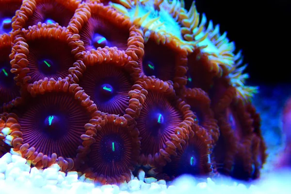 Renkli Zoanthus polipkoloni mercan resifakvaryum tankı nda kültür balıkçılığı