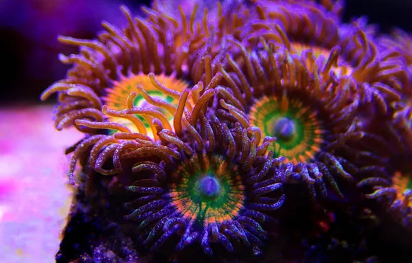 Ultra Close Shot Caribbean Sunny Zoanthus Colony Polyps — Stock Photo, Image