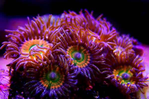 Ultra Close Shot Caribbean Sunny Zoanthus Colony Polyps — Stock Photo, Image