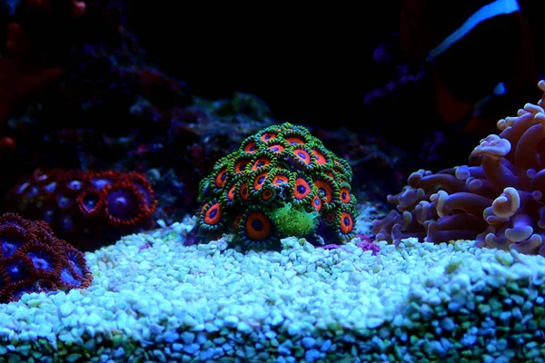 Colorata Colonia Polipi Zoanthus Acquaculturata Acquario Barriera Corallina — Foto Stock