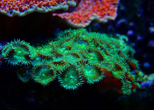 Green Toxic Parazoanthus colony in coral reef aquarium