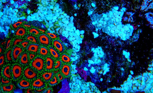 Colonie Colorée Zoanthus Polyps Aquaculturée Dans Aquarium Récifal Corallien — Photo