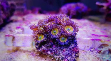 Ultra Yakın Çekim Caribbean Sunny D zoanthus sp. koloni polipleri