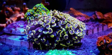 Hammer Aquacultured LPS Coral - (Euphyllia ancora)  clipart