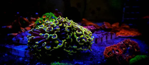 Aquacultured Lps Coral Euphytha Ancora — стоковое фото