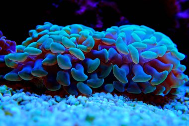 Hammer Aquacultured LPS Coral - (Euphyllia ancora)  clipart
