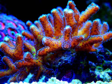 Cennet Kuşu Sps Coral - (Seriatopora sp.)