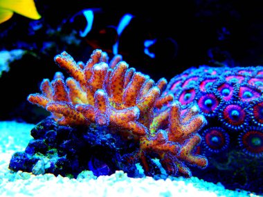 Cennet Kuşu Sps Coral - (Seriatopora sp.)