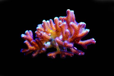 Cennet Kuşu Sps Coral - (Seriatopora sp.)