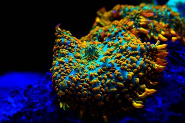 Kırmızı & Mavi Superman mantar mercan - (Rhodactis sp.)