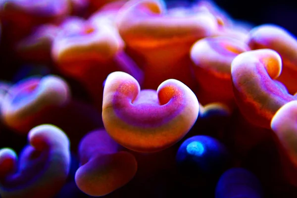 Martillo Acuicultura Lps Coral Euphyllia Ancora — Foto de Stock