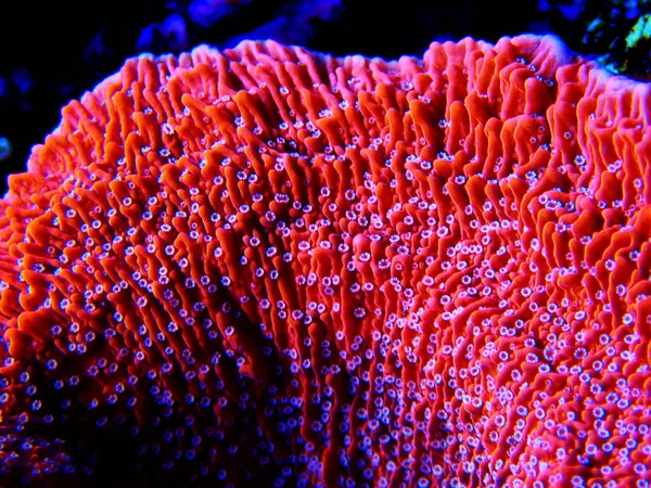 Červený Bonbony Sps Coral Montipora Capricornis — Stock fotografie