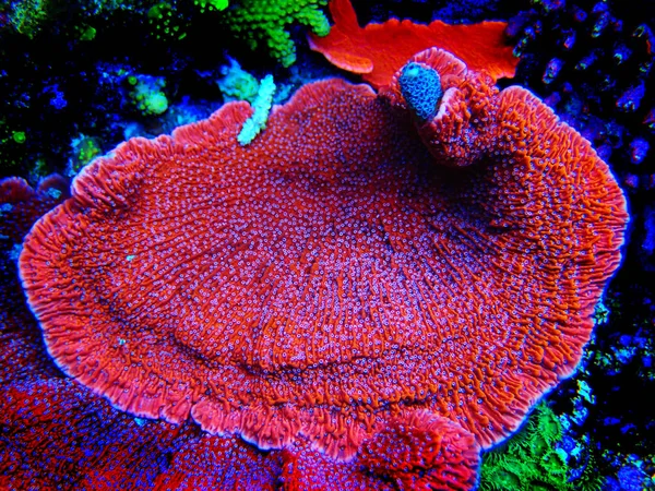 Czerwone Cukierki Cap Sps Coral Montipora Capricornis — Zdjęcie stockowe