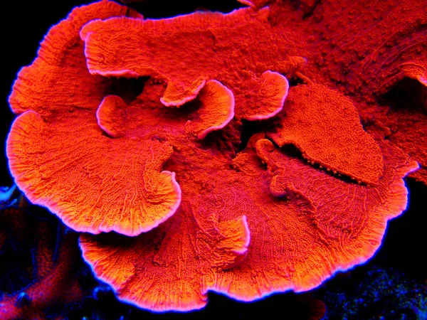 Red Candy Cap Sps Coral Montipora Capricornis — стоковое фото