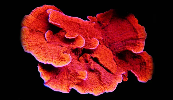 Kırmızı Şeker Cap Sps Coral Montipora Oğlak — Stok fotoğraf
