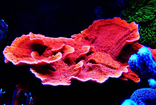 Gorra Caramelo Rojo Sps Coral Montipora Capricornis —  Fotos de Stock
