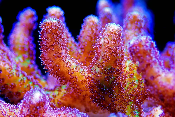 天堂鸟孢子珊瑚 塞里阿托波拉 — 图库照片