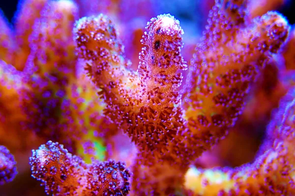 Paradiesvogel Sps Koralle Seriatopora — Stockfoto